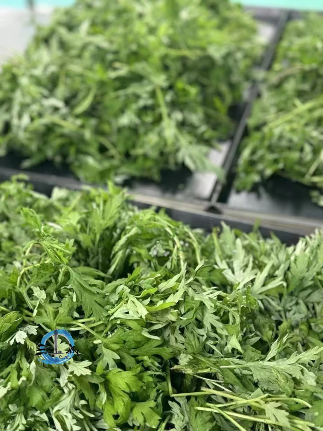 艾草青團